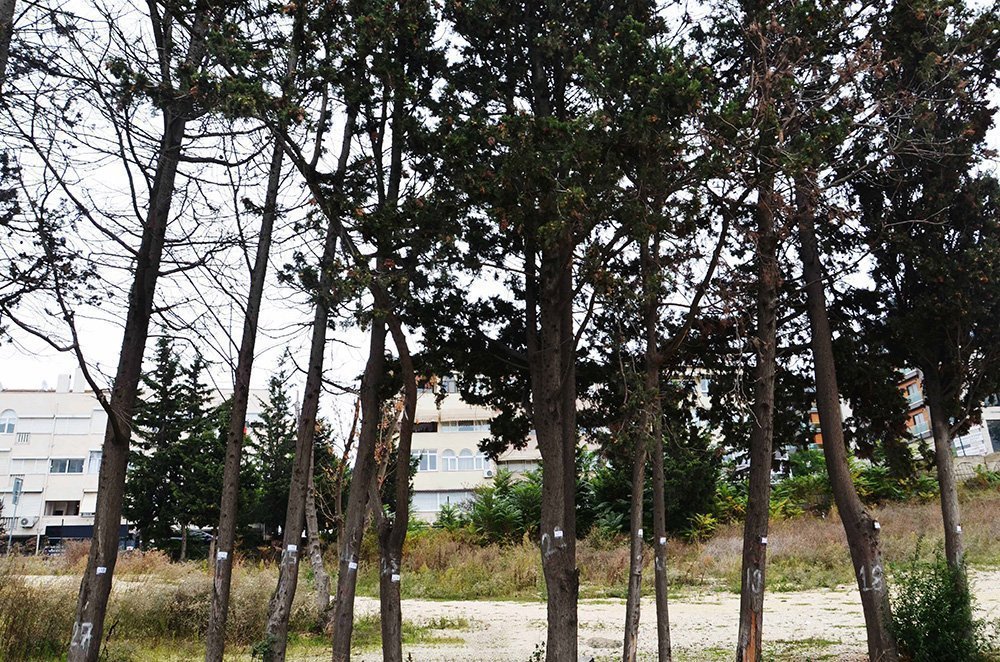 Ağaç röleve çalışması